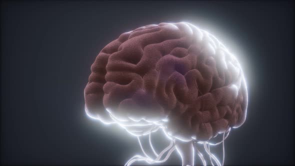 Animated Model of Human Brain