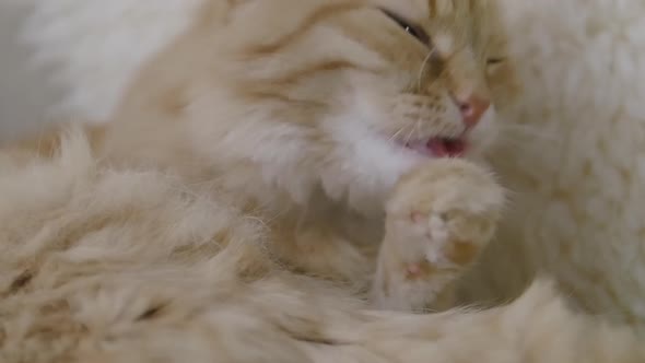 Cute Ginger Cat Licking on Beige Fur. Close Up Slow Motion Footage of Fluffy Pet.