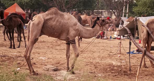 Camels at Pushkar Mela Camel Fair Festival in Field Eating Chewing