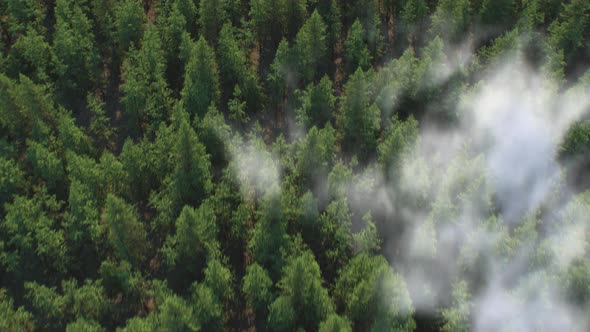 Cloud Forest: A Soaring 3D Render of a Pine Forest Above the Clouds
