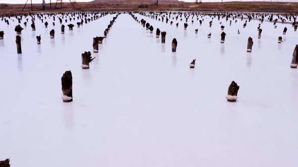 Several Rows of Wooden Posts Stumps in Salt Lake
