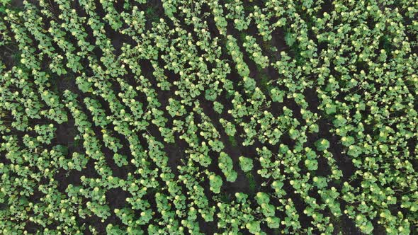 Static Top View Sunflower Field