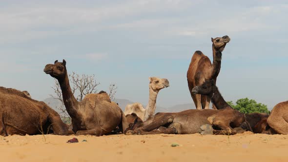 Camels at the Pushkar Fair, Also Called the Pushkar Camel Fair or Locally As Kartik Mela