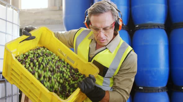 Worker putting harvested olive in machine 4k