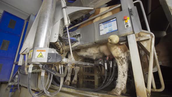 Technological milking machine. Hygienic milking.