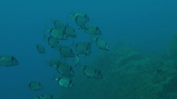 A shoal of two-banded sea bream (Diplodus vulgaris) swimming on reef in the Mediterranean Sea