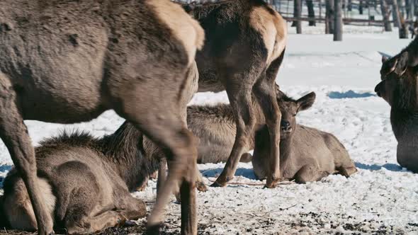 Deer on Winter Grazing Field