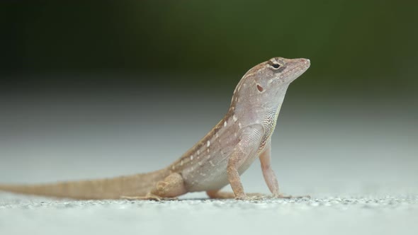 Macro Closeup of Blown Alone Lizard Warming on Summer Sun