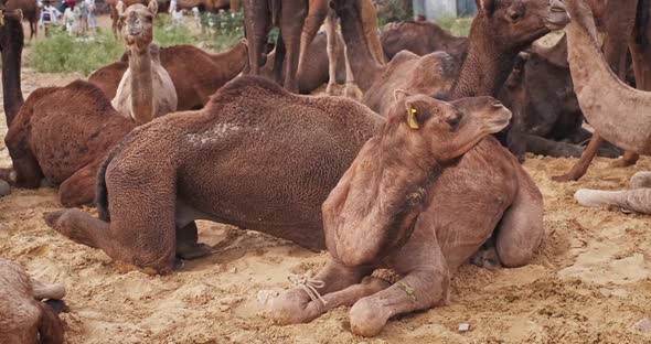 Camels at Pushkar Mela Camel Fair Festival in Field Eating Chewing