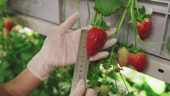 Measuring Strawberry Fruit Size With Ruler