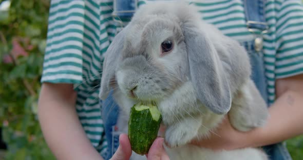 Gray Rabbit Eating a Cucumber in the Girl's Arms