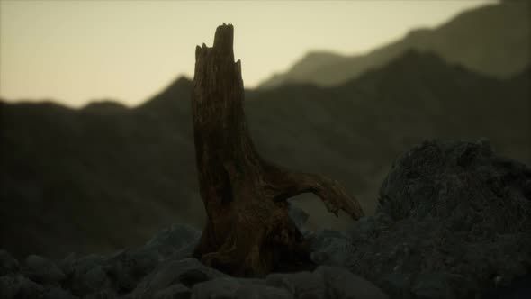 Dead Pine Tree at Granite Rock at Sunset
