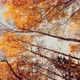 The Yellow Leaves Heading on the Tree Bottom View Autumn is in Full Swing Black Tree Trunks Clear - VideoHive Item for Sale