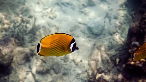 Underwater Video of Pair Yellow Butterflyfish Fishes in Tropical Coral Reefs