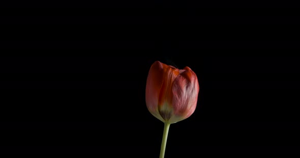 Tulip on Black Background