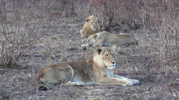 Adult lions resting together in the dry grass in South Africa.