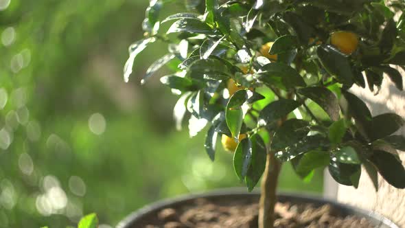 Green Little Tree with Yellow Kumquats Growing in a Pot