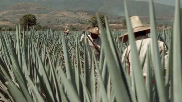 Jimador cutting agave pineapple in the city of Tequila, Jalisco, Mexico.