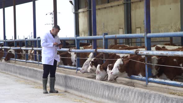Veterinary, fattening farm, calf control.
