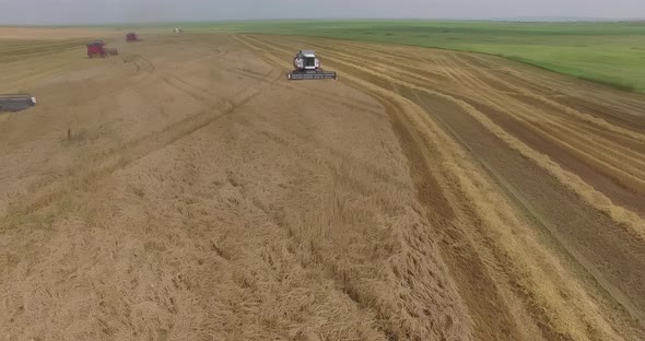 Topdown View of Harvesters Working in a Wheat Field