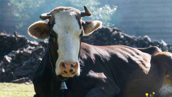 Cow Lies on the Lawn and Looks Into the Camera and Exhales Steam From Nostrils