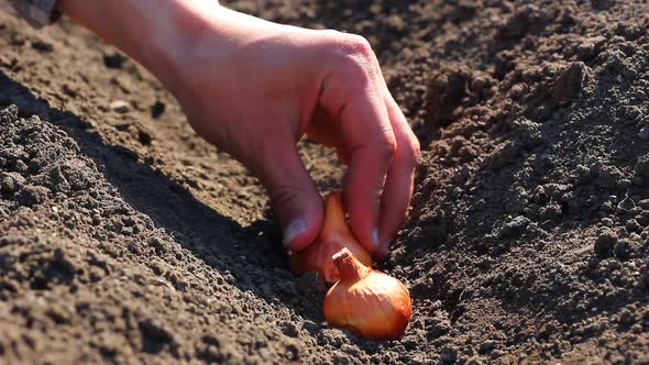 a Man Plants Small Onion Bulbs in Black Soil in the Spring Season in a Gray Checkered Shirt in Sunny