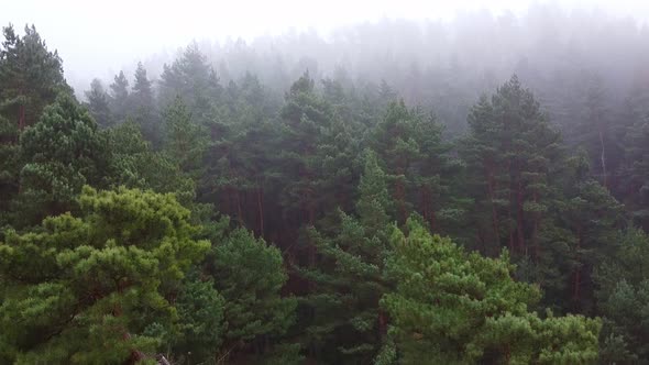 Forest Strong Fog Aerial Drone View