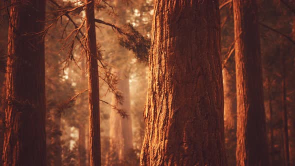 Giant Sequoias in Redwood Forest