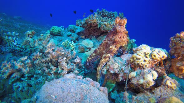 Tropical Blue Sea Octopus