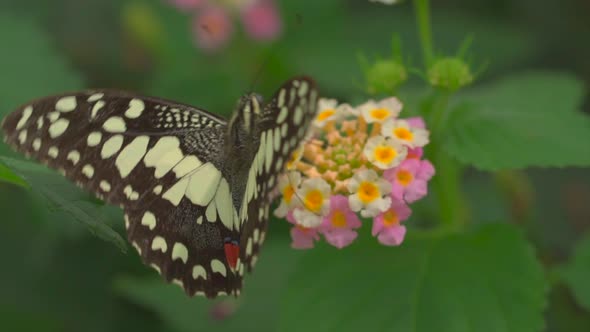 Macro shot of butterfly in black and white color sitting on blooming flower looking for nectar