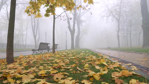 Atmospheric Autumn Misty Morning in Park. Lifting Above Yellow Foliage Between Two Bricked Walkways