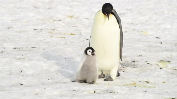 Emperor Penguins with Chicks Close Up in Antarctica