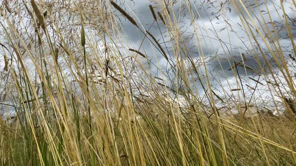 Dry Rushes Waving in Wind on Swamp Under Grey Sky Closeup