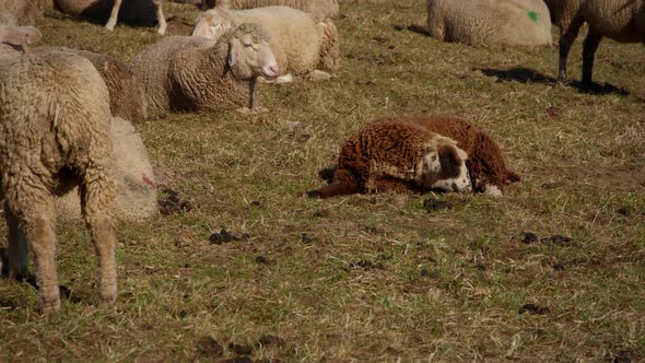 Flock of sheep standing on a narrow pasture. Some are lying on the ground and resting. A young brown
