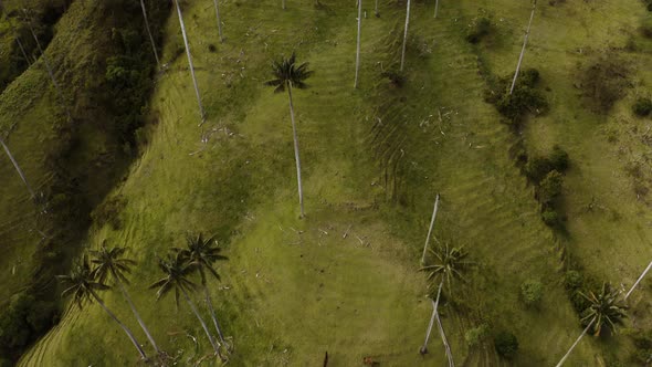Aerial showing horses from a bierdview, flying over the biggest palmtrees on earth in Colombia.