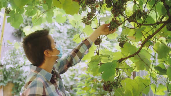 Farmer in Protective Medical Mask During Pandemic of Coronavirus Check Grape Harvest