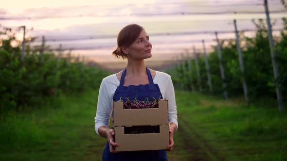 Entrepreneur Holding Cherry Berry Cultivation Product in Sunset Garden Orchard