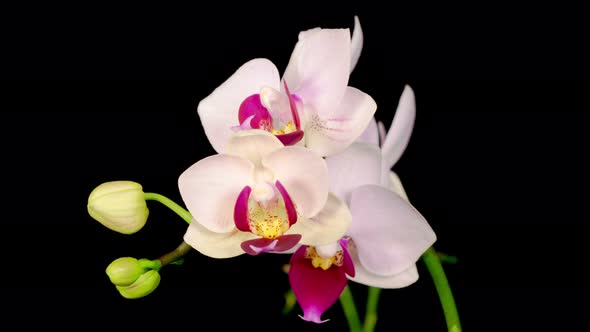 Blooming White Orchid Phalaenopsis Flower