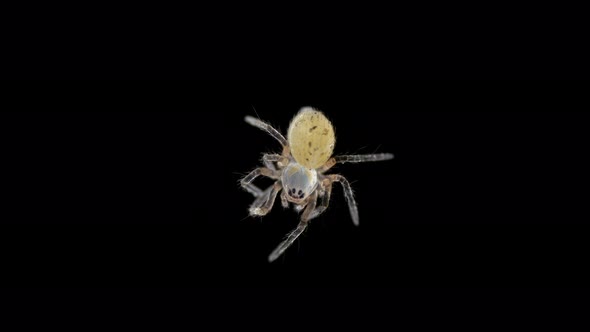 Spider Under a Microscope Arachnida Class Arthropoda Squad