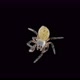 Spider Under a Microscope Arachnida Class Arthropoda Squad - VideoHive Item for Sale