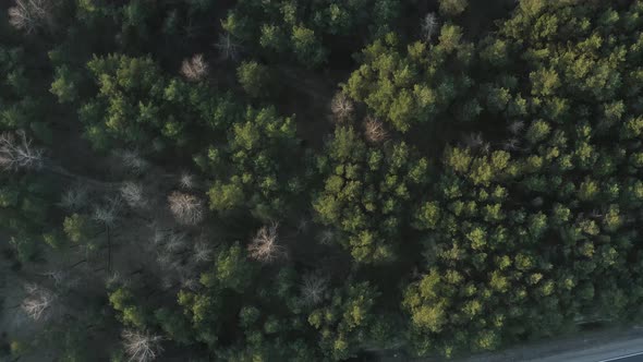 Landscape of the Road in the Forest