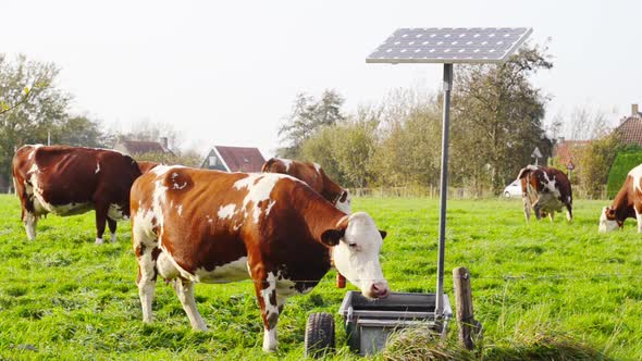 dairy cow drinking dairy cow drinking water