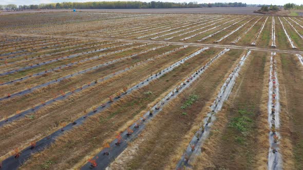 Drone Sliding Shot of Plantation of Young Berry Bushes. Rows of Blueberry Bushes