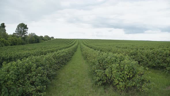 View of Huge Growing Green Currant Plantation