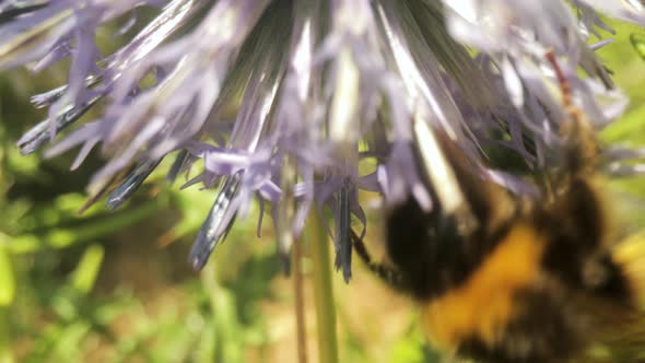 Macro Video Footage of Bee on Wild Flower