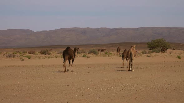 Group of Camels Walking in Sahara Desert