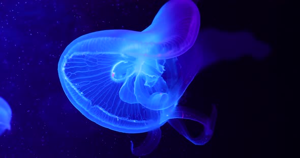 Close-up jellyfish in the depth in blue light