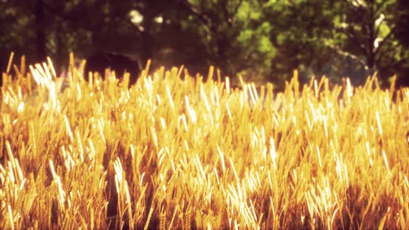 Scene of Sunset or Sunrise on the Field with Young Rye or Wheat in the Summer