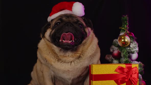 Pug Dog in a Hat Like Santa Claus