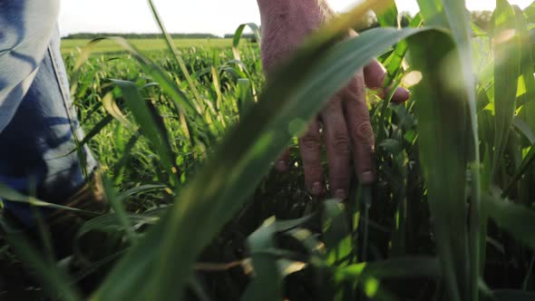 Farmer Hand Touches Green Wheat Crop Germ Agriculture Industry